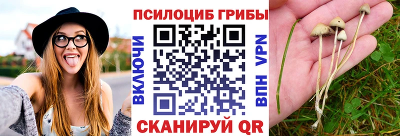 Псилоцибиновые грибы Psilocybine cubensis  Приозерск 